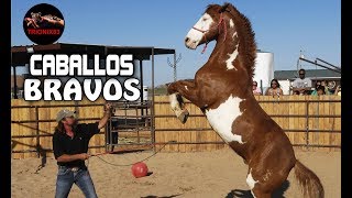 EL CABALLO MAS BRAVO DEL MUNDO – Los Caballos mas peligrosos del mundo [upl. by Hugibert]