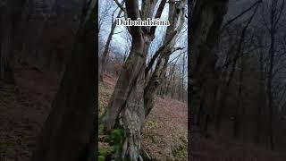 Z nitra listopadového lesa po jeho okraj 🌳 les druhy forest types krivoklatsko [upl. by Iohk]