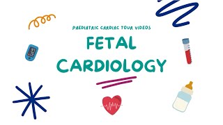 The Fetal Cardiology Pathway [upl. by Oflunra]