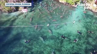 Swimming with manatees on Crystal River  Taste and See Tampa Bay [upl. by Papke]