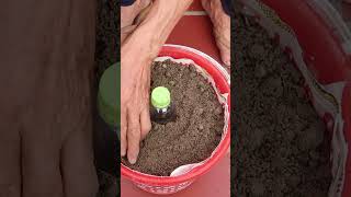 Amazing ideas How To Grow Green Onions At Home from Recycling Laundry Basket [upl. by Janith]