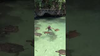 Mnarani nature aquarium 🐢 foryou travel seaturtles nungwi mnaraninaturalaquarium [upl. by Arikahs]