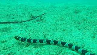 snake eel of puerto galera 😲lets go scuba diving 😘 [upl. by Tony]