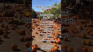 Peltzer Pumpkin Farm in Temecula Valley Wine Country 🎃🌄🍂🚂🎪🍇🎻 visittemecula temecula short [upl. by Stortz744]