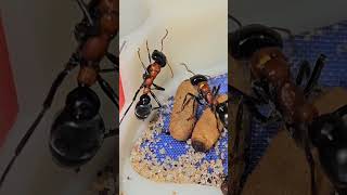 Myrmecia nobilis update [upl. by Fredenburg262]