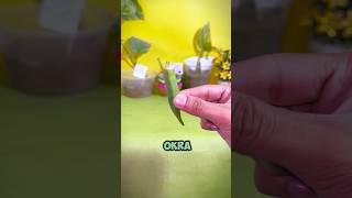 Today We are going to grow a Okra Plant 🌱 okra plants vegetables shorts [upl. by Toh]