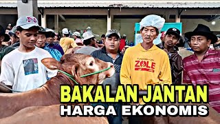 AKTUAL❗REVIEW SAPI BAKALAN JANTAN HARGA 13  18 JUTA DI PASAR SAPI WONOASIH  PROBOLINGGO [upl. by Yetnom]