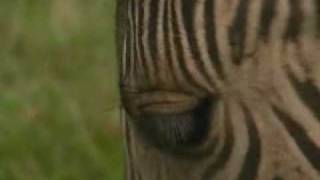 Half zebra half horse  its a zorse [upl. by Brigham677]