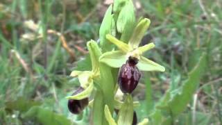 Orchidée de Crussol 2 Ophrys Araignée II [upl. by Atineg]