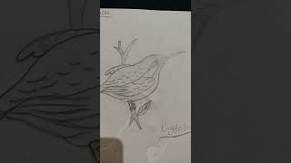 Kingfisher drawing song newmusic new trending🔥🔥 song artpanting art easypanting newmusic [upl. by Arzed]