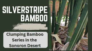 Silverstripe Bamboo Highlight  bambusa dolichomerithalla [upl. by Agarhs]