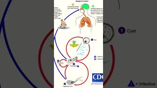 Naegleria Fowleri [upl. by Zeuqcaj698]