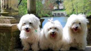 Coton de Tulear The MILESTONE Project a DOGumentary [upl. by Yert173]