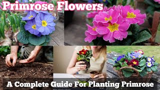 A Complete Guide for Planting Primula Flowers  Primrose Informations [upl. by Euqinahs]