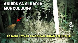 Masih Penasaran Pasang CCTV di Hutan Cari Penampakan Harimau Jawa yang Kemarin  CCTV HOROR 34 [upl. by Atikim]