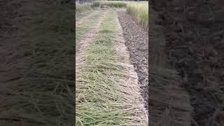 Harvester agricultural news uttarpradesh viralvideos ToolBank [upl. by Myrtia]