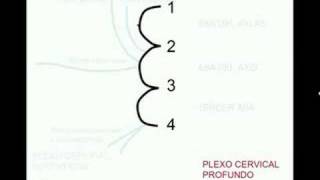 Plexo cervical [upl. by Retsevlys]