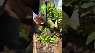 Cara memotong bonsai yang benar bonsai bonsaiideas bonsaiart bonsaitree bonsaidesign tanaman [upl. by Eissirc]