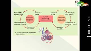 Ventilation Perfusion Coupling [upl. by Nodarb914]