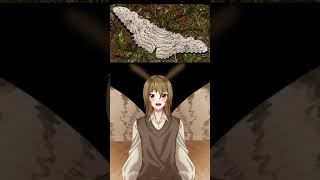 Moth of the day White witch moth entomology vtuber entomologist envtuber [upl. by Kemme]