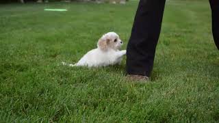 Cavachon Puppy for Sale [upl. by Noach]