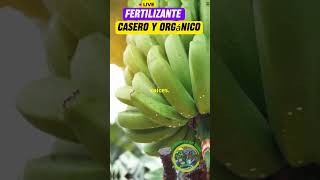 fertilizante Casero y Orgánico jardineríaencasa fertilizantesnaturales [upl. by Jahncke]