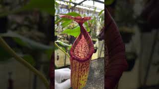 Item Short BE4042  N burbidgeae x petiolata carnivorous nepenthes [upl. by Jaban]