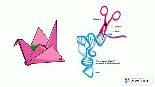 Hebah Hyatt  Ribozymes Catalytic RNA  Biochem 2B03 2024 [upl. by Lebaron801]