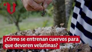 💥👊 Avispa Asiática vs Cuervos  ¿Cómo se entrenan cuervos para que devoren velutinas [upl. by Melissa]