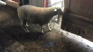 Integrity Livestock Sales lot 5 IleDeFrance ram 2859 [upl. by Diarmit]