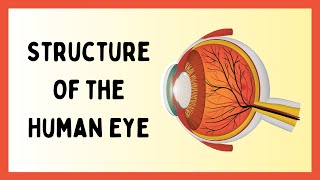 The Insane Structure of the Human Eye [upl. by Amatruda]