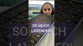 How To Grow Lavender From Seed 💜 Easily amp StepByStep [upl. by Eylk]