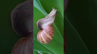 Wow A Unique Move of a Snail shortvideo nature Snail gastropod molluscan gastropodmolluscs [upl. by Nodanrb217]