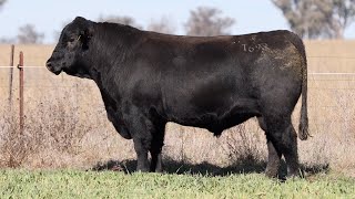 Lot 66 EVT22T693 Peakes Bowen 2024 [upl. by Eurd]