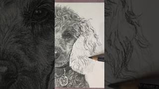 I think I like this side more  drawing dogportrait pencildrawing traditionalart [upl. by Llertnom]