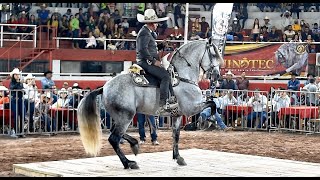 CABALLOS BAILADORES EN LA EXPO GANADERA JALISCO 2021  Cat Cruzas [upl. by Yam244]