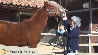 Estiramientos de cuello para caballos [upl. by Norret]