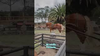 Un paseo en carreta de mi caballo Percherón 🐴 ecuador caballopercheron granjadezenon percheron [upl. by Nepsa]