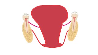 The Submandibular Space  Anatomy Tutorial Mosaicedorg [upl. by Richman]