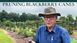 How to Prune BLACKBERRY Canes PART I  Dr Arlie Powell  INCREASING YIELD [upl. by Ahseret310]