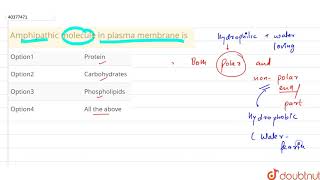 Amphipathic molecule in plasma membrane is [upl. by Esenej177]