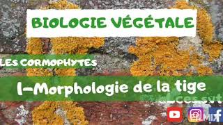 Les cormophytes  Morphologie de la tige  شرح بالدارجة [upl. by Aicitel483]