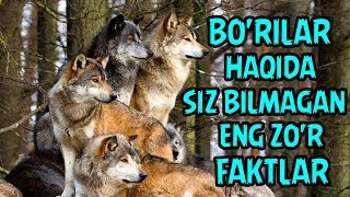 BORILAR HAQIDA SIZ BILMAGAN ENG ZOR FAKTLAR  БЎРИЛАР ХАҚИДА ЭНГ ЗЎР ФАКТЛАР [upl. by Ainerbas]