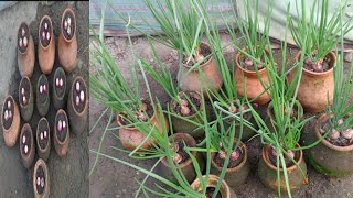 Grow Green Onion in pot Easy and simple method [upl. by Ranip]