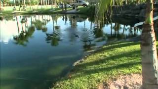 Gator Boys segment Big Gator Small Pond s01e01 [upl. by Ailegnave]