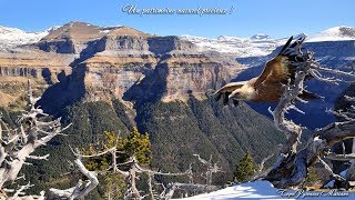 Faune Pyrénéenne [upl. by Wallack]