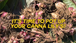 How To Plant Canna Bulbs [upl. by Ardet6]