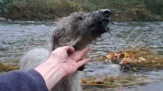 Ratting with the Bedlington Whippets Lola Missy and Brutus [upl. by Bilat915]