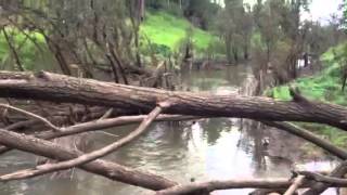 Buaraba Creek  Lockyer Creek Junction [upl. by Uehttam94]