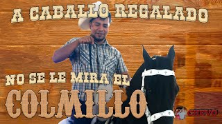 A caballo regalado no se le mira el comillo🐎 [upl. by Ellecrag]